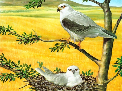 Головоломка: Хищные птицы